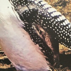 Picture Original Loon Bird Photo by Puckett Canvas Black Frame 12.5 x 15.5″ NEW