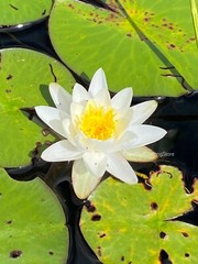 Water Lily Pad on Damariscotta Lake Maine Wall Decor Photography Print 8×10