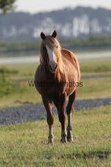 Chincoteague Pony Photo -Stallion – Ken – Pick One Image -Various Sizes