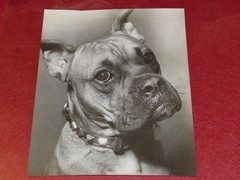 [PHOTOGRAPHY] PIERRE AURADON / ARGENTIQUE 1940/50 «DOG» 22×18