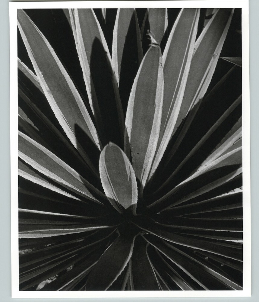 1945 1992 Agave Rupicola Plant Leaves Large Art Photo By Horst 16X20