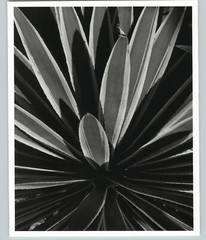 1945 1992 Agave Rupicola Plant Leaves Large Art Photo By Horst 16X20