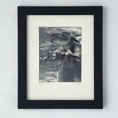 Art Photograph Two Llamas «Old Friends» Signed Rose Arizona Wildlife Photography