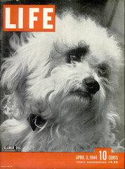 Nina LEEN: City Dogs, NYC, 1944 / PUBLISHED IN LIFE magazine/ (9) VINTAGE PRINTS
