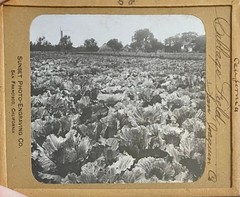 Gilbert? Hassell / Northern California Magic Lanterns Agricultural Big Trees