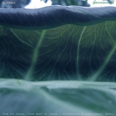 The Wave Gallery Print