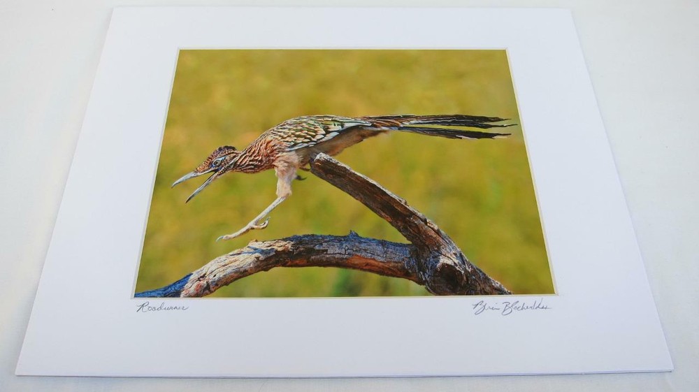 Roadrunner Joshua Tree California 8×10 Photograph signed Brian Blackwelder – #53