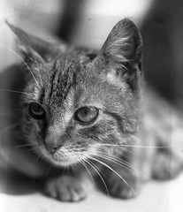 fine art GLASS PHOTO NEGATIVE, 1910’s, CAT, amazing CAT’s portrait it is an ori