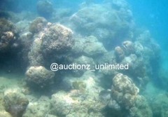 Digital Image Picture Photo Pic Andaman India underwater coral life scuba AND031