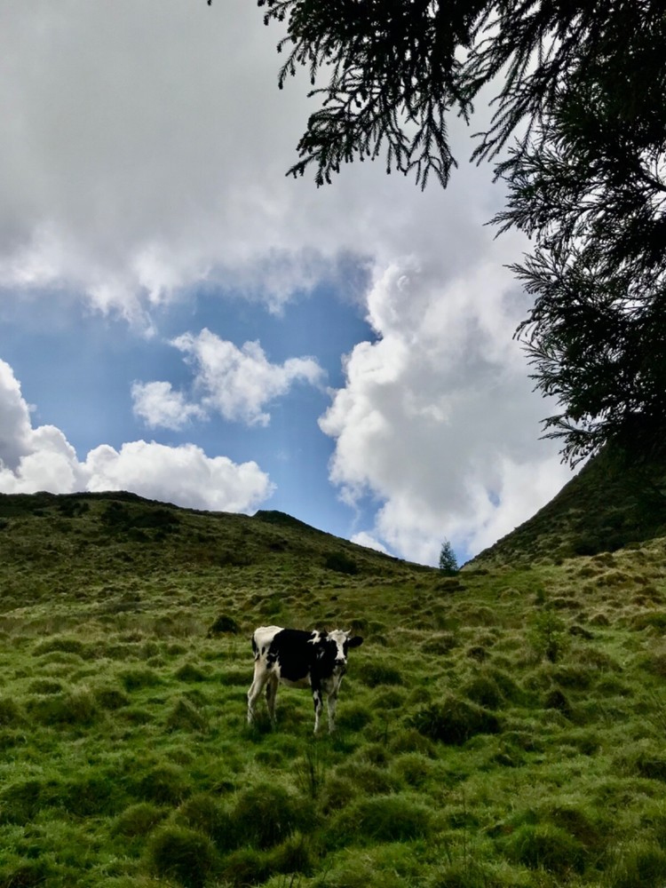 digital image picture photo wallpaper background landscape cow