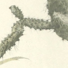 Vintage Lg Garden, Pineapple, Cactus Photo Print Repro. Print, Neutral Colors
