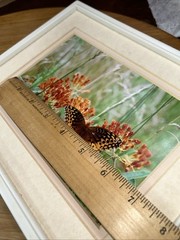 Lot of 3 Photo Monarch Butterfly 5×7 Art Photography Matted Plastic Framed 10×8”