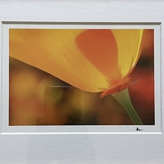 California Poppy Flower Art Photograph Signed & Framed