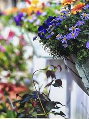 Floral Photography Picture Art by Lynn Jordan «The Flower Box & a Picket Fence»