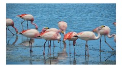 Wild Flamingoes, High Resolution Image, Many Formats, TV Art