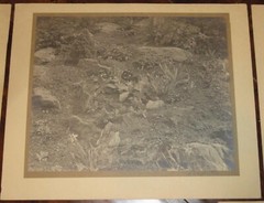 6 Vintage Signed Matted Sepia Photographs ~ Montclair NJ Botanical Gardens