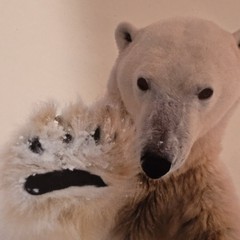 (3)Signed Tom Soucek Polar Bear Cub Photograph Anchorage Alaska (2) Walker/Bushu