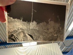 Seven Studies on Glass Plate China, Circa 1920, Photo TE1201