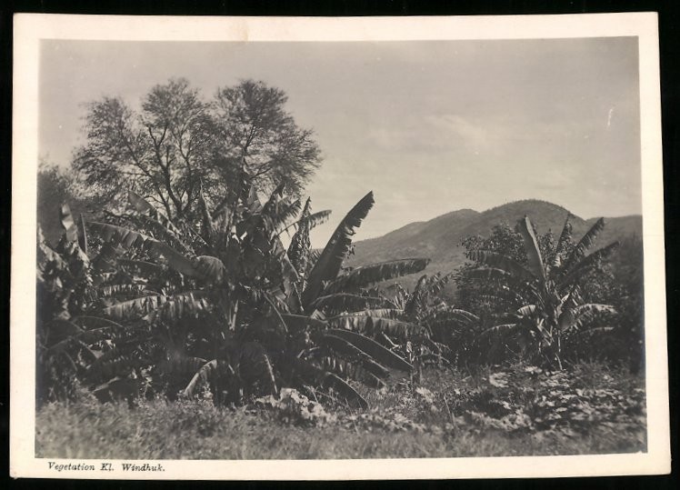 Photograph Klein Windhoek – Klein Windhoek / German South West Africa, vegetation a