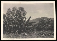 Photograph Klein Windhoek – Klein Windhoek / German South West Africa, vegetation a