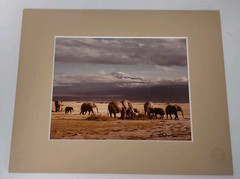 Monkey Camels and Elephants Pictures Framed and Signed by Artist
