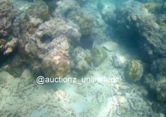 Digital Image Picture Photo Pic Andaman India underwater coral life scuba AND013