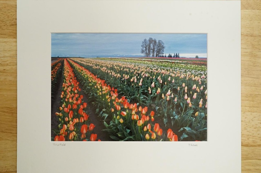 Tom Adams Photography Field of Tulips Wooden Shoe Farm Oregon Photo Art 11X14