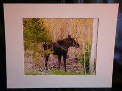 Matted Photograph: Mindful Moose