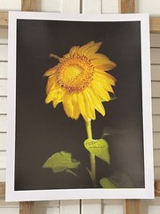 Landscape photograph- Yellow Sunflower 8.5×11