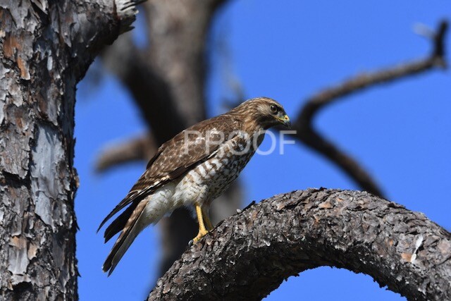 Color print of a red-shouldered hawk