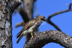 Color print of a red-shouldered hawk