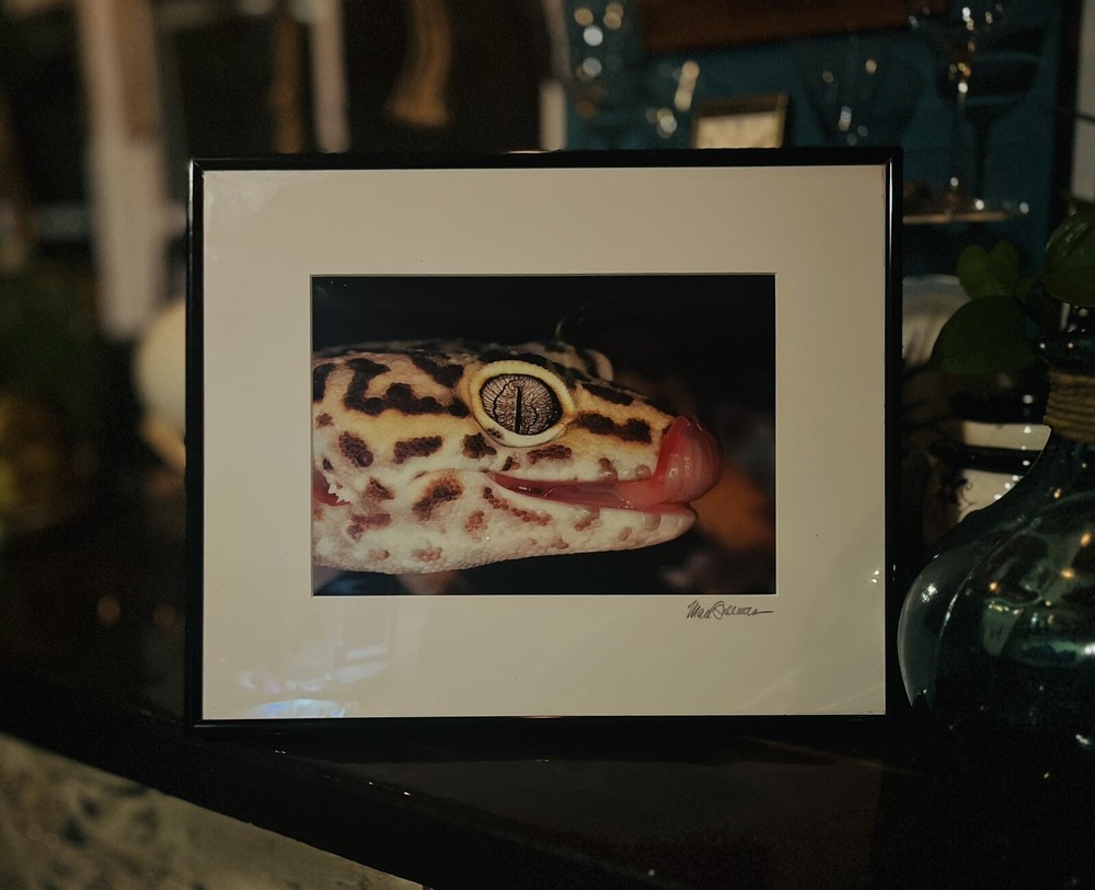 The Leopard Gecko -Close-Up Reptile Photography- Artist Signed