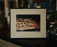 The Leopard Gecko -Close-Up Reptile Photography- Artist Signed