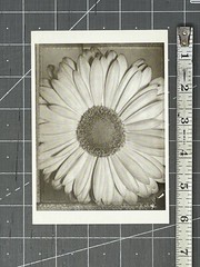 Tom Baril (b. 1952) African Daisy 1996 Fotofolio Art Print Card
