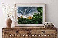 Country Wall Decor Art Print of Sunflowers Under Storm Clouds in Kansas