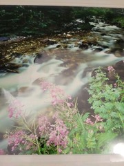 Don Ament «Running Through My Mind»Signed Matted Nature Creek Photograph 16″x20»