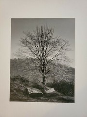 TOUCH OF SPRING LARGE ORIGINAL SIGNED ART PHOTO B&W STETTNER VTG MATTE NJ CAMERA