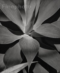 1945/92 Vintage HORST Botanical AGAVE PLANT Mexico Abstract Photo Gravure Art
