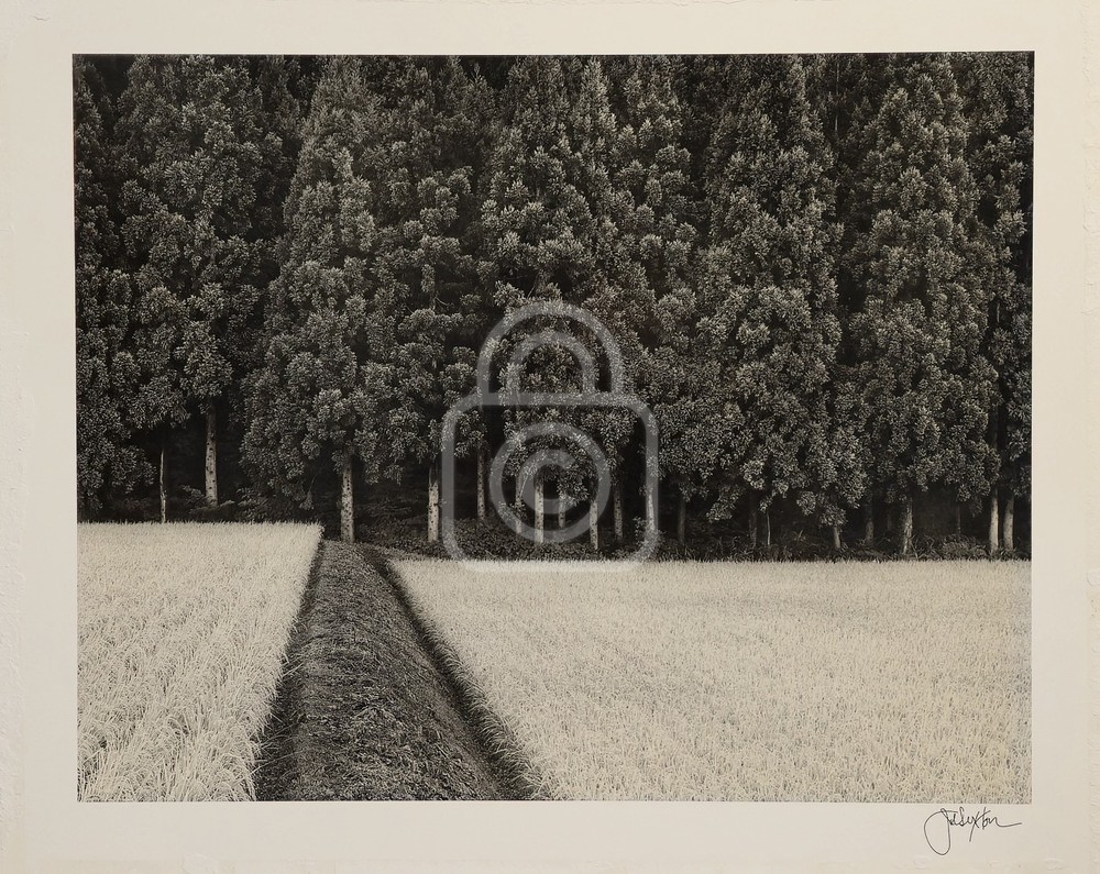 1990’s John Sexton Signed Photograph. Rice Field & Pine Forest. Tohoku, Japan