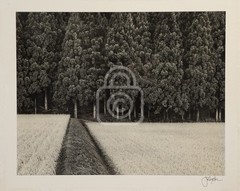 1990’s John Sexton Signed Photograph. Rice Field & Pine Forest. Tohoku, Japan