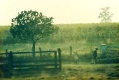 Photograph of farmer and son walking the fence line in front of corn field