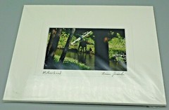 Stonehouse Photography Jasinski Motherhood Moose Calf Photo Woodland Forest