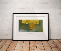 multiple original artwork photography from Argentina and Brazil