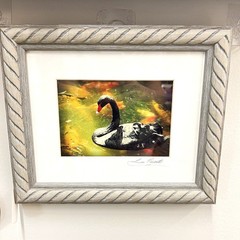 Black Swan Serene Artwork Signed Photograph Koi Fish Harmonious Composition 2008
