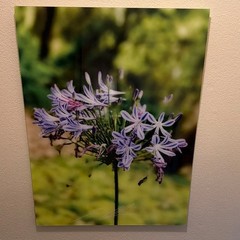 Color Nature Photography Portrait of Flowers and Plants
