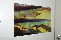 BEAUTIFUL 18″ x 12″ Photo Photograph Print BO BIXLER San Francisco Nature Plant