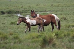 Chincoteague Pony Photo -Stallion Tidewater Twist- Pick One Image -Various Sizes