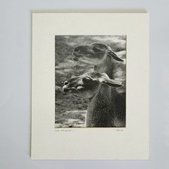 Art Photograph Two Llamas «Old Friends» Signed Rose Arizona Wildlife Photography