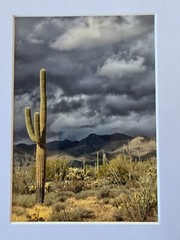 Unsigned 5″ X 7″ Photograph in Cardboard Frame 8″ X 10″ Desert Saguaro Cactus
