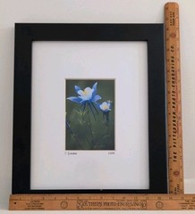 Framed Fine Photography C. Firnhaber Blue Columbine Flower Signed Wall Art 14×16